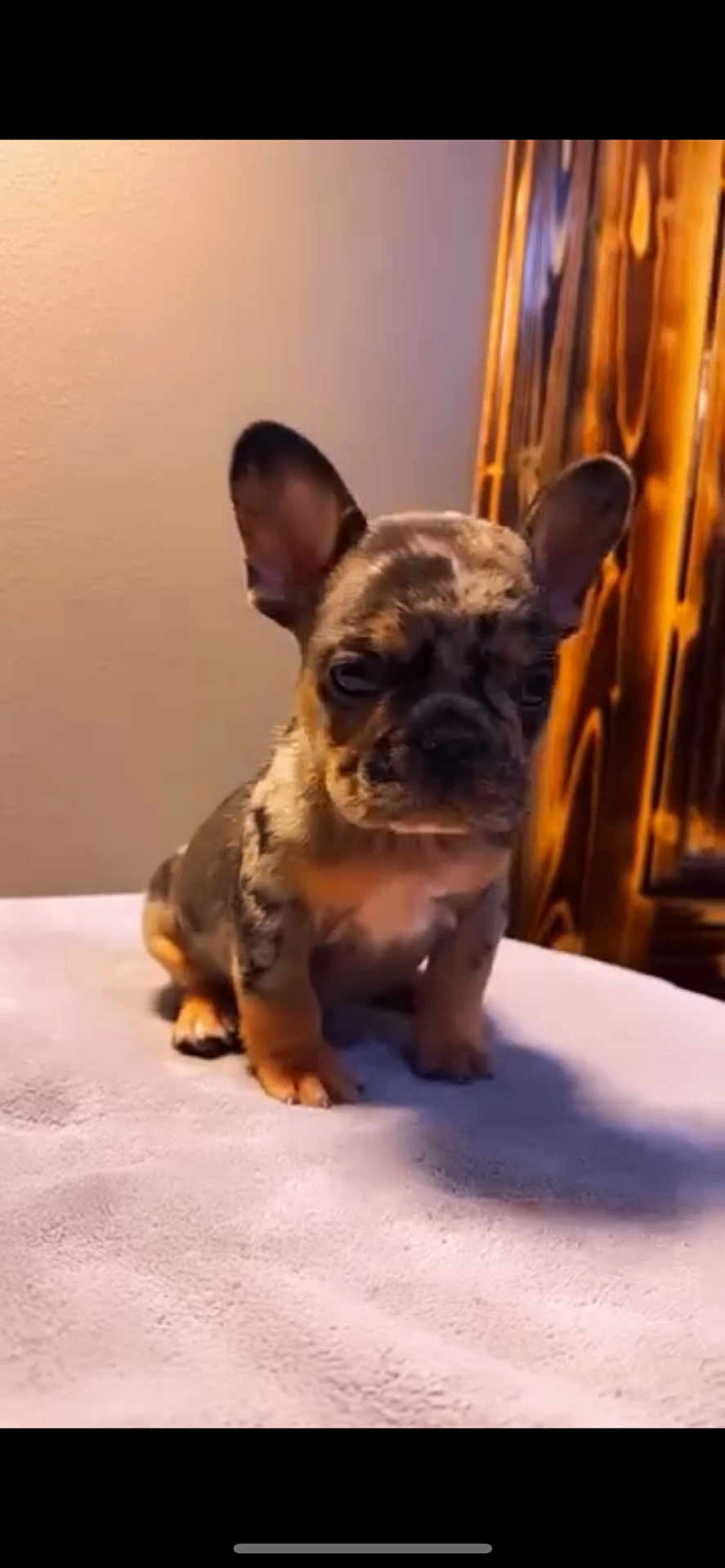 Enzo