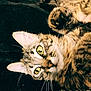 Plume a rejoint le concours — aidez-le/la à gagner de superbes lots ! abyssinian, angora, animal, bodypart, cat, couch, electronics, face, furniture, hardware, head, kitten, manx, mouth, ocelot, person, pet, photography, portrait, sleeping
