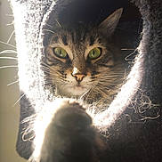 Plume a rejoint le concours — aidez-le/la à gagner de superbes lots ! animal, backlit, captive, cat, close_up, cozy, curious, feline, furry, fuzzy, green_eyes, indoor, paw, pet, playful, portrait, soft_light, tabby, tunnel, whiskers