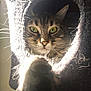 animal, backlit, captive, cat, close_up, cozy, curious, feline, furry, fuzzy, green_eyes, indoor, paw, pet, playful, portrait, soft_light, tabby, tunnel, whiskers