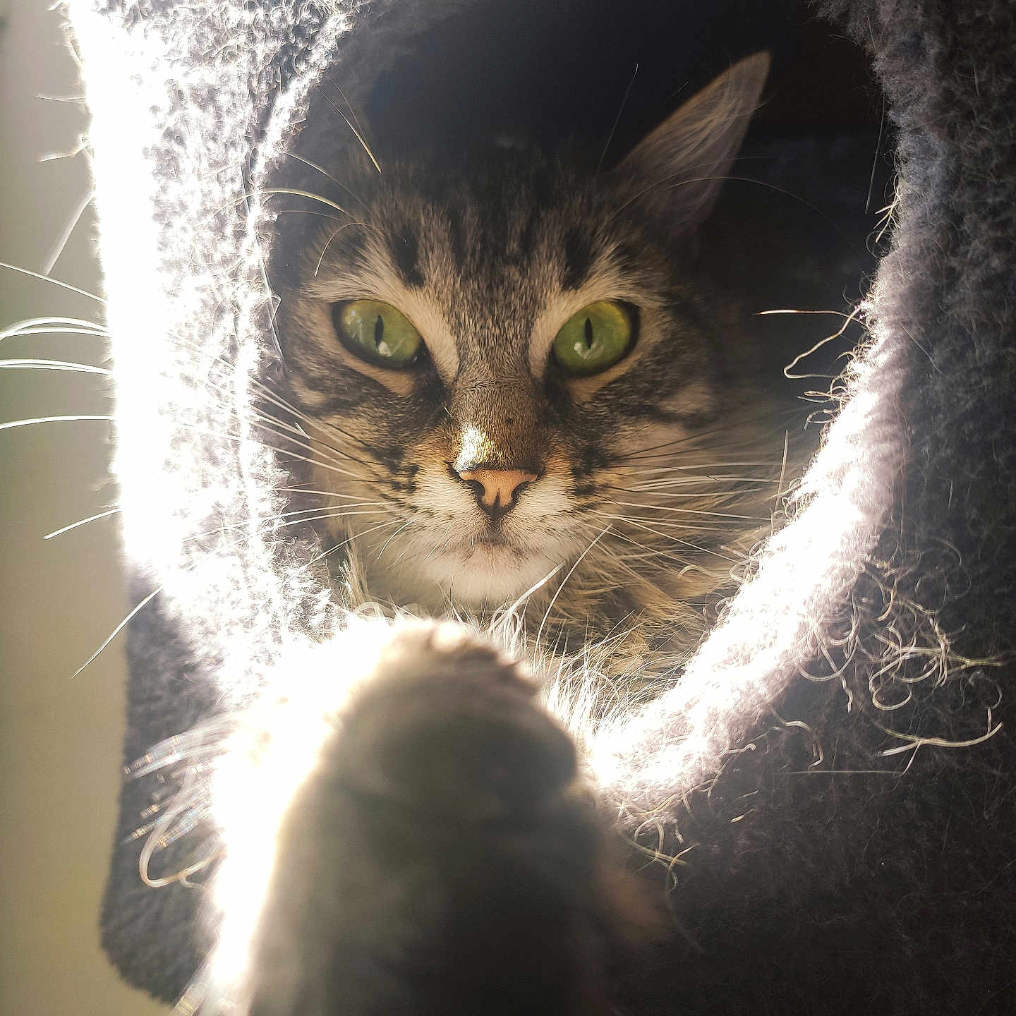 Plume a rejoint le concours — aidez-le/la à gagner de superbes lots ! animal, backlit, captive, cat, close_up, cozy, curious, feline, furry, fuzzy, green_eyes, indoor, paw, pet, playful, portrait, soft_light, tabby, tunnel, whiskers