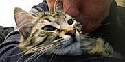 Plume a rejoint le concours — aidez-le/la à gagner de superbes lots ! abyssinian, animal, bodypart, cat, clothing, ear, face, finger, hand, head, hoodie, kitten, knitwear, manx, ocelot, person, pet, siamese, sweater, sweatshirt