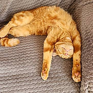 Moon participe au concours pour gagner de l'argent avec cette photo : cat, orange_cat, tabby, feline, sleeping, relaxed, stretching, upside_down, fluffy, fur, paws, pink_nose, indoor, blanket, couch, cozy, pet, portrait, closeup, funny_pose