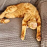 cat, orange_cat, tabby, feline, sleeping, relaxed, stretching, upside_down, fluffy, fur, paws, pink_nose, indoor, blanket, couch, cozy, pet, portrait, closeup, funny_pose