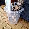 cat, kitten, tabby, pet, animal, sitting, bucket, plastic_container, transparent, wide_eyed, green_eyes, striped_fur, curled_tail, indoor, home, tile_floor, sofa, curious, portrait, funny