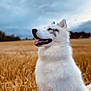 animal, blue_eyes, canine, cloudy, daylight, dog, ears, field, fur, grass, landscape, muzzle, nature, outdoor, pet, portrait, sitting, sky, tongue, white_dog
