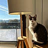 cat, lamp, wooden_lamp, window, sunlight, indoor, furniture, animal, pet, white_and_gray_cat, table, daylight, shadow, tripod_lamp, balcony, glass_window, nature_view, domestic_cat, resting, curious