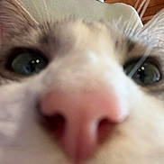 Yuri participe au concours pour gagner de l'argent avec cette photo : cat, close_up, nose, ears, green_eyes, indoor, cushion, wooden_wall, pet, feline, whiskers, fur, curious, animal, face, soft_focus, domestic_cat, close_range, cute, curiosity