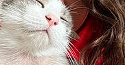 Yuri a rejoint le concours — aidez-le/la à gagner de superbes lots ! cat, person, closeup, face, fur, whiskers, curly_hair, pink_nose, red_clothing, content, peaceful, relaxation, indoor, pet, animal, human, snuggle, affection, eyes_closed, portrait