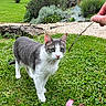 cat, green_eyes, gray_and_white, grass, garden, stick, toy, pink_toy, pine_cone, hand, outdoor, plant, flower, bush, nature, pet, animal, curious, play, summer