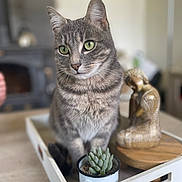 Tyson a rejoint le concours — aidez-le/la à gagner de superbes lots ! cat, tabby, succulent, plant, wooden_statue, tray, cup, table, indoor, blurred_background, decor, pet, feline, closeup, green_eyes, domestic_animal, wood, cozy, still_life, focus