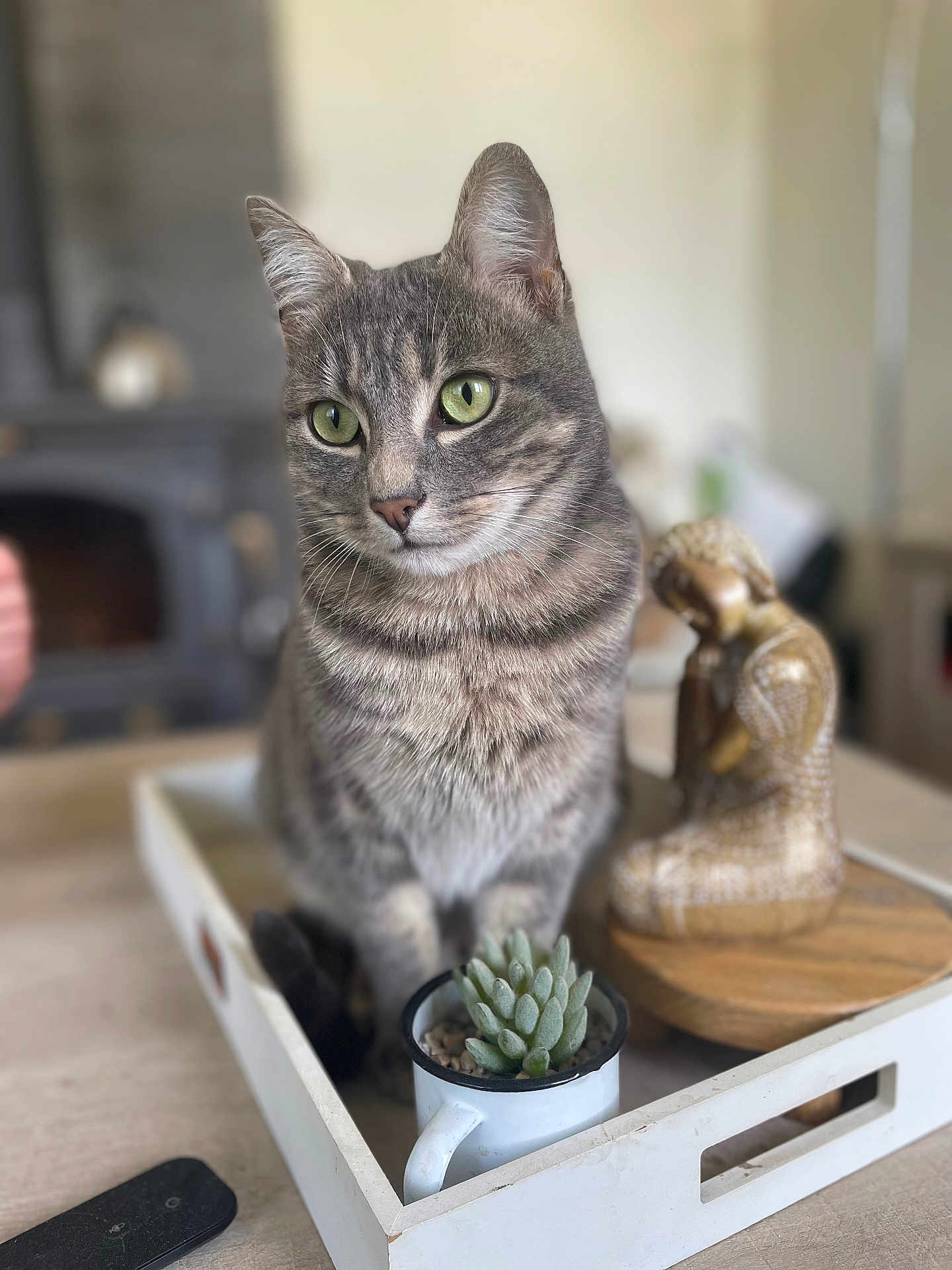 Tyson a rejoint le concours — aidez-le/la à gagner de superbes lots ! cat, tabby, succulent, plant, wooden_statue, tray, cup, table, indoor, blurred_background, decor, pet, feline, closeup, green_eyes, domestic_animal, wood, cozy, still_life, focus