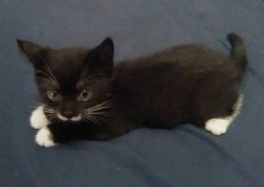 Mustache joined the competition — help win amazing prizes! black_cat, carnivore, cat, cat_supply, claw, comfort, domestic_short_haired_cat, felidae, fur, mammal, paw, small_to_medium_sized_cats, tail, terrestrial_animal, vertebrate, whiskers, window