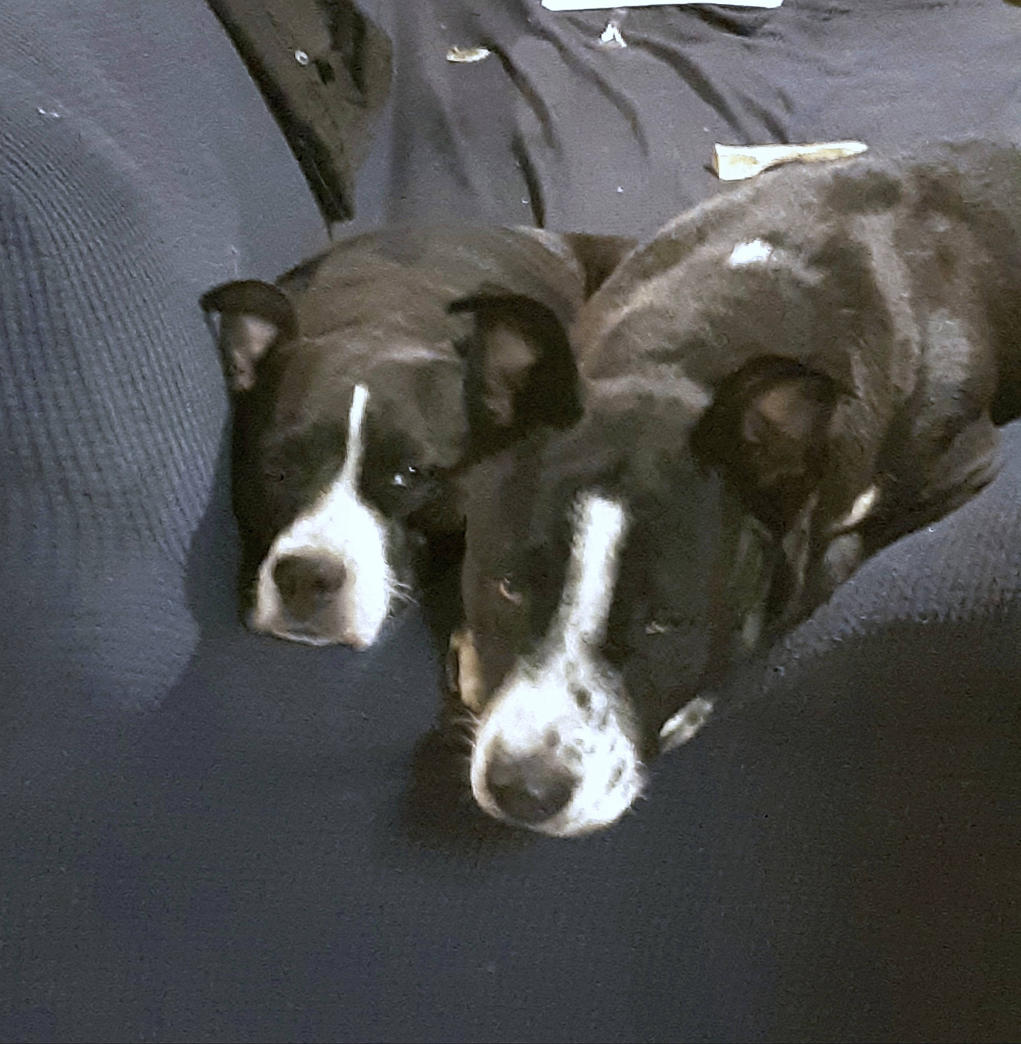 Double D is registered to the contest to win money with this photo: canidae, carnivore, comfort, companion_dog, dog, dog_breed, non_sporting_group, sporting_group, tail, terrestrial_animal, whiskers, working_animal