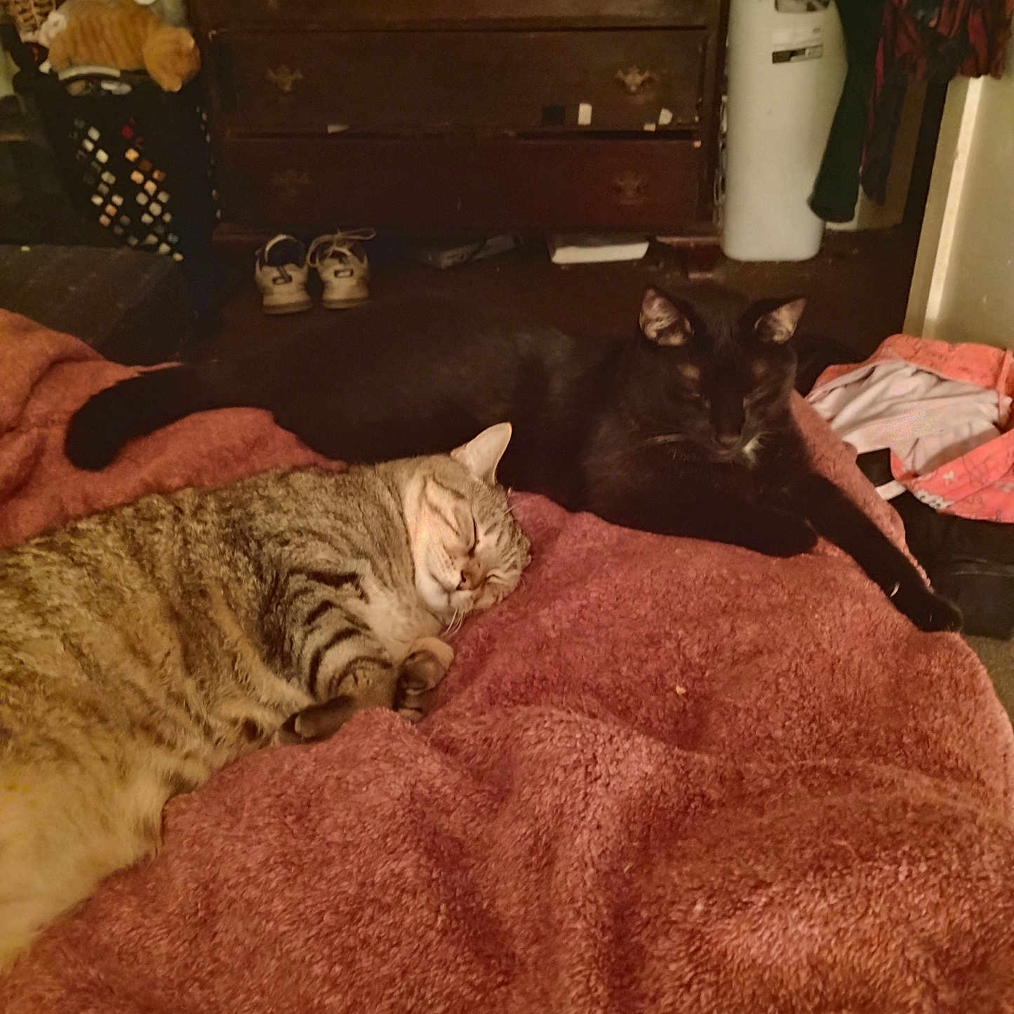 Jasper is registered to the contest to win money with this photo: animal, bed, black_cat, blanket, cat, cozy, cute, domestic, dresser, fur, furniture, home, indoor, pets, relaxing, resting, shoes, sleeping, soft, tabby_cat