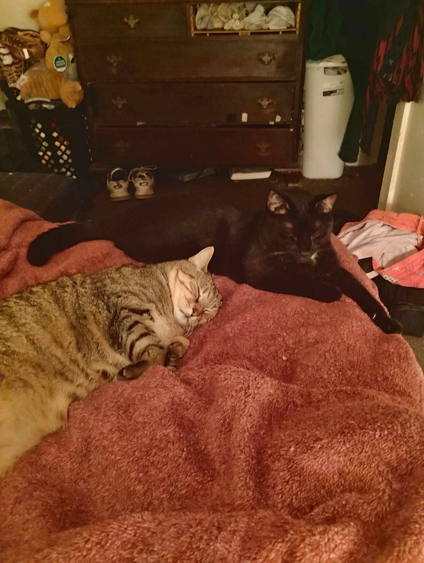 Jasper is registered to the contest to win money with this photo: cat, tabby_cat, black_cat, sleeping, bed, blanket, furniture, dresser, shoes, indoor, cozy, pets, animal, resting, domestic, soft, relaxing, fur, cute, home