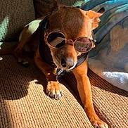 Tucker joined the competition — help win amazing prizes! dog, sunglasses, pet, brown_coat, collar, name_tag, indoor, couch, blanket, sunlight, shadow, relaxed, paw, nose, ears, fur, resting, small_dog, accessory, comfort