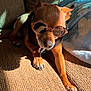 dog, sunglasses, pet, brown_coat, collar, name_tag, indoor, couch, blanket, sunlight, shadow, relaxed, paw, nose, ears, fur, resting, small_dog, accessory, comfort