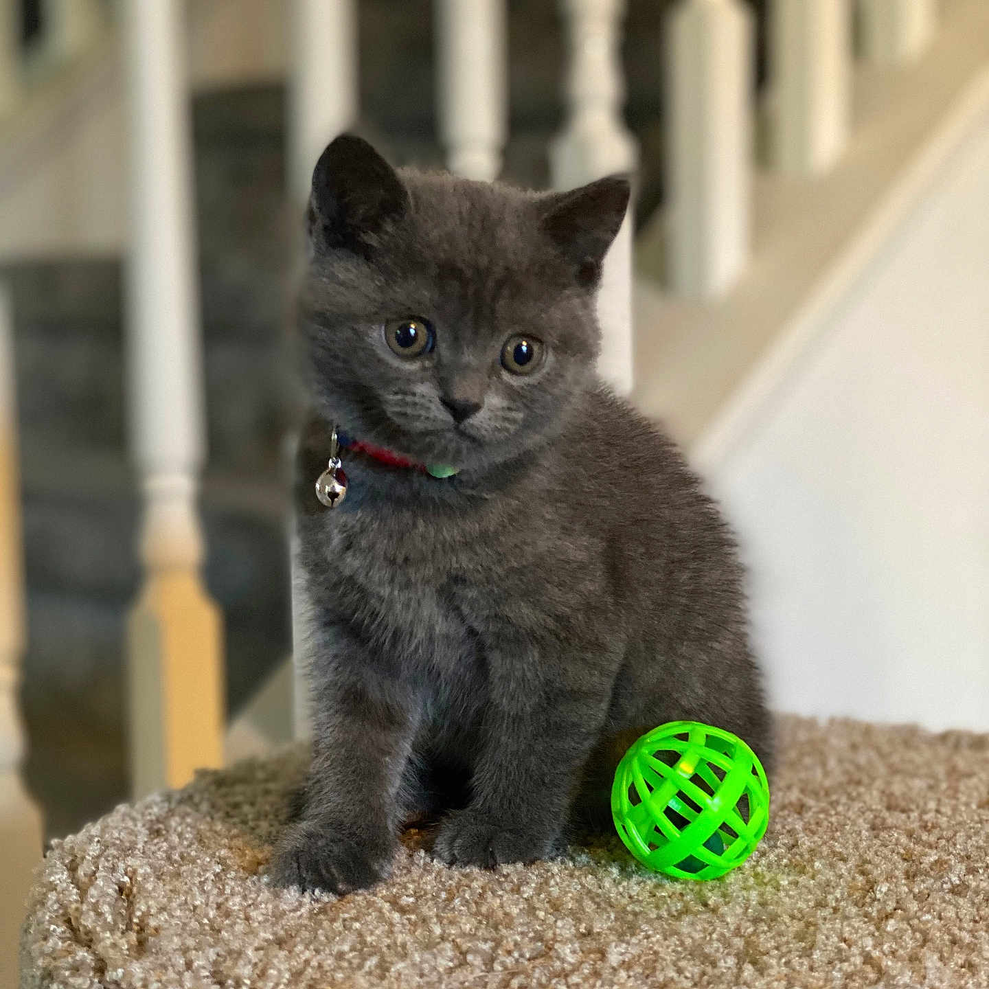 Jimbo is registered to the contest to win money with this photo: abyssinian, animal, architecture, blackcat, building, canine, cat, dog, hardwood, house, housing, indoors, kitten, manx, pet, railing, sphere, staircase, toy, wood