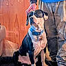 Aries joined the competition — help win amazing prizes! dog, black_and_white, collar, pet, person, hand, pants, blue_shirt, wooden_wall, indoor, floor, sitting, calm, gentle, rustic, light, animal, companion, domestic, fur