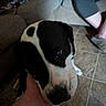 Aries is registered to the contest to win money with this photo: animal, background, black_and_white, canine, casual, close_up, comfort, couch, dog, face, floor, furniture, hand, human, indoor, living_room, person, pet, tattoo, tile_floor