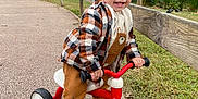Kylian participe au concours pour gagner de l'argent avec cette photo : toddler, child, smiling, tricycle, outdoor, park, pathway, jacket, sneakers, grass, wooden_fence, autumn_leaves, play, happy, cute, casual_clothing, small_bike, nature, daytime, person
