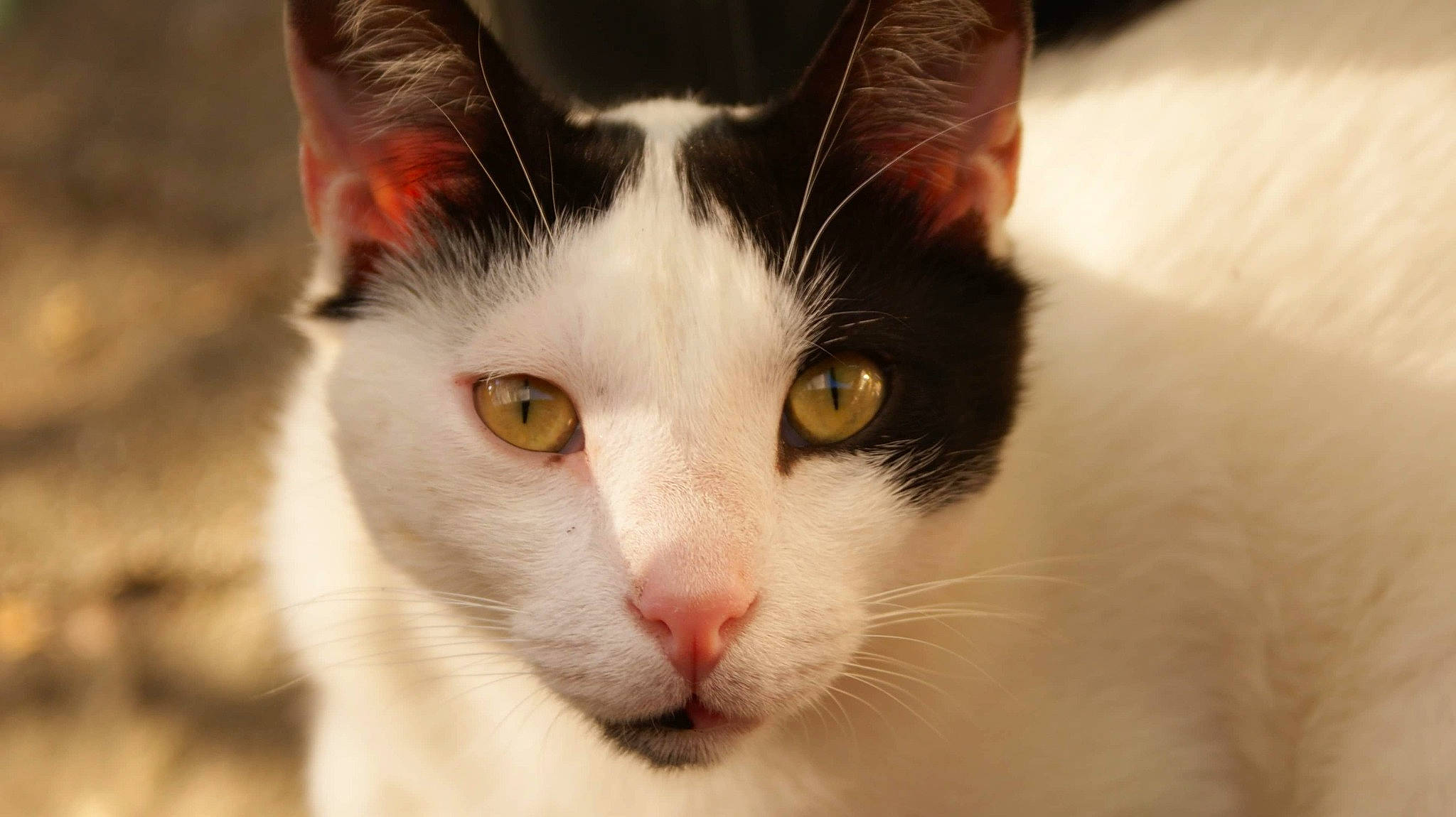 Mushu participe au concours pour gagner de l'argent avec cette photo : aegean_cat, american_wirehair, black_and_white, carnivore, cat, close_up, domestic_short_haired_cat, ear, eye, felidae, fur, japanese_bobtail, kitten, mammal, nose, organ, small_to_medium_sized_cats, snout, turkish_van, whiskers