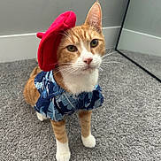 Chesterton is registered to the contest to win money with this photo: cat, orange_cat, white_paws, beret, red_hat, hawaiian_shirt, blue_shirt, carpet, indoor, mirror, pet, cute, feline, animal, portrait, costume, fashion, looking_up, whiskers, ears