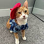 cat, orange_cat, white_paws, beret, red_hat, hawaiian_shirt, blue_shirt, carpet, indoor, mirror, pet, cute, feline, animal, portrait, costume, fashion, looking_up, whiskers, ears