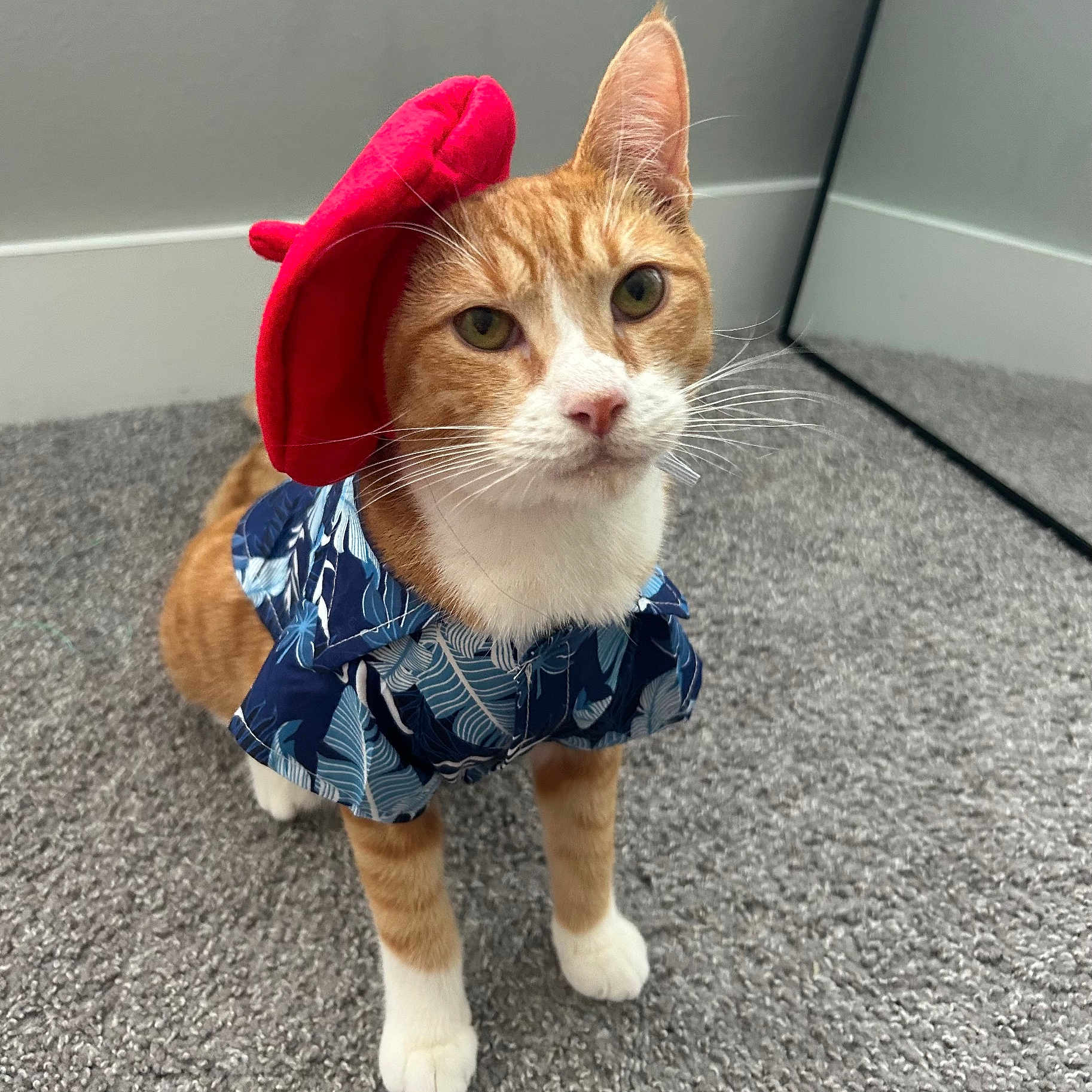 Chesterton is registered to the contest to win money with this photo: animal, beret, blue_shirt, carpet, cat, costume, cute, ears, fashion, feline, hawaiian_shirt, indoor, looking_up, mirror, orange_cat, pet, portrait, red_hat, whiskers, white_paws