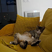 Touko participe au concours pour gagner de l'argent avec cette photo : cat, tabby_cat, sleeping, couch, yellow_couch, pillows, blanket, indoor, relaxed, pet, furniture, home, cozy, nap, resting, fur, whiskers, paw, living_room, domestic_cat