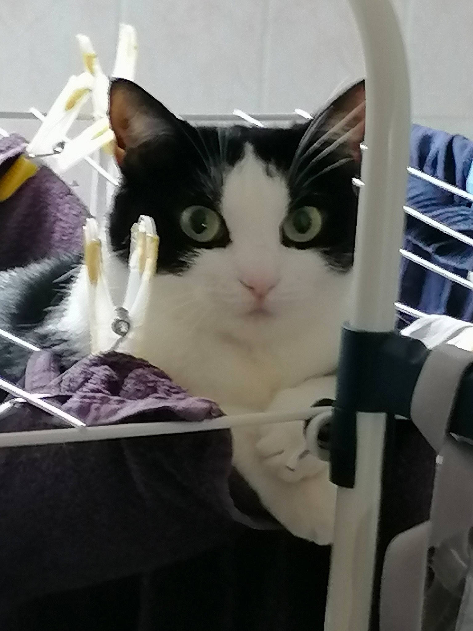 Maggie a rejoint le concours — aidez-le/la à gagner de superbes lots ! box, cardboard, carnivore, cat, comfort, domestic_short_haired_cat, electronic_device, eye, felidae, fur, packaging_and_labeling, paper, paper_product, small_to_medium_sized_cats, snout, tail, whiskers