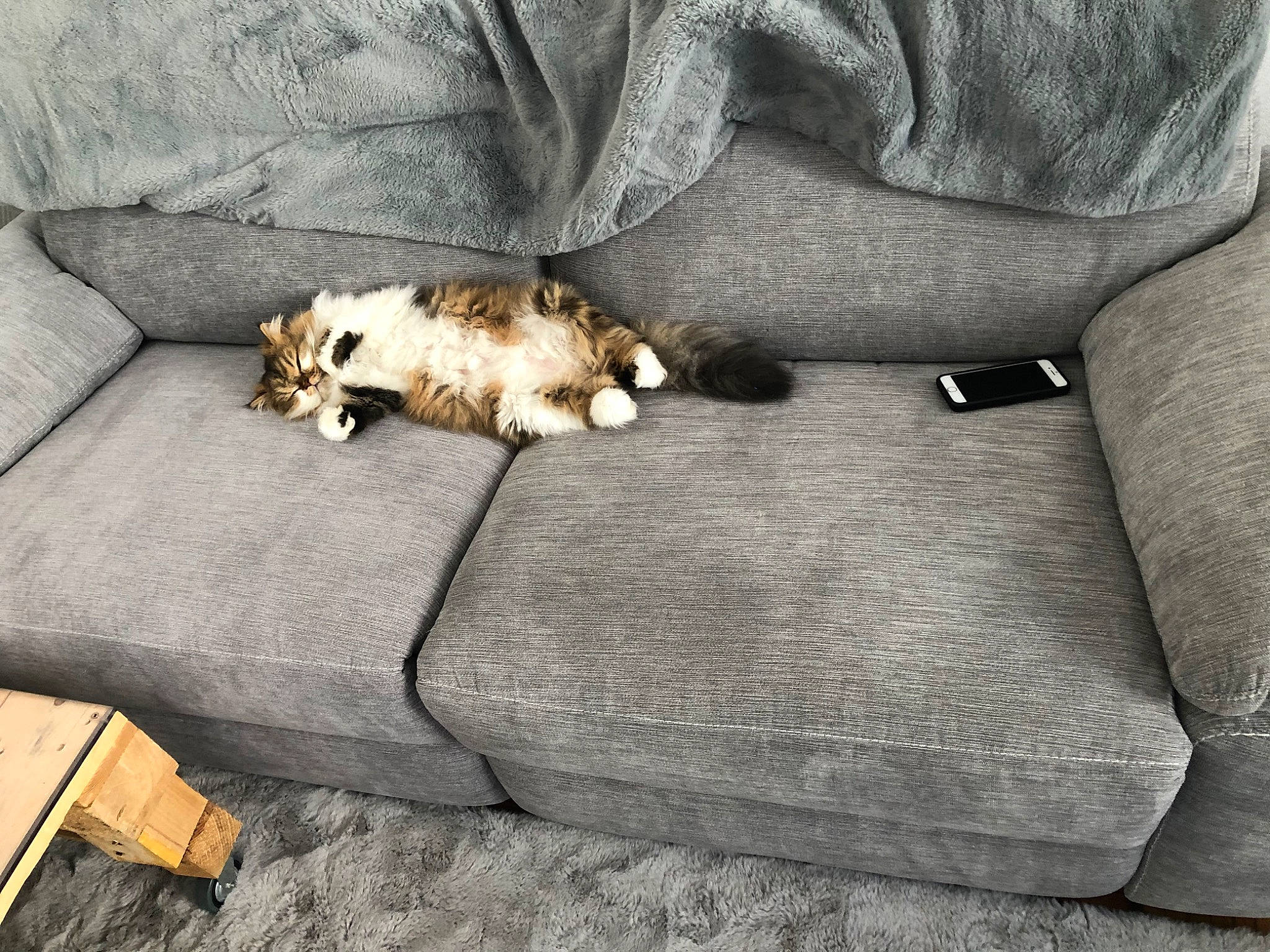 Igloo a rejoint le concours — aidez-le/la à gagner de superbes lots ! beige, canidae, carnivore, cat, couch, floor, flooring, fur, furniture, puppy