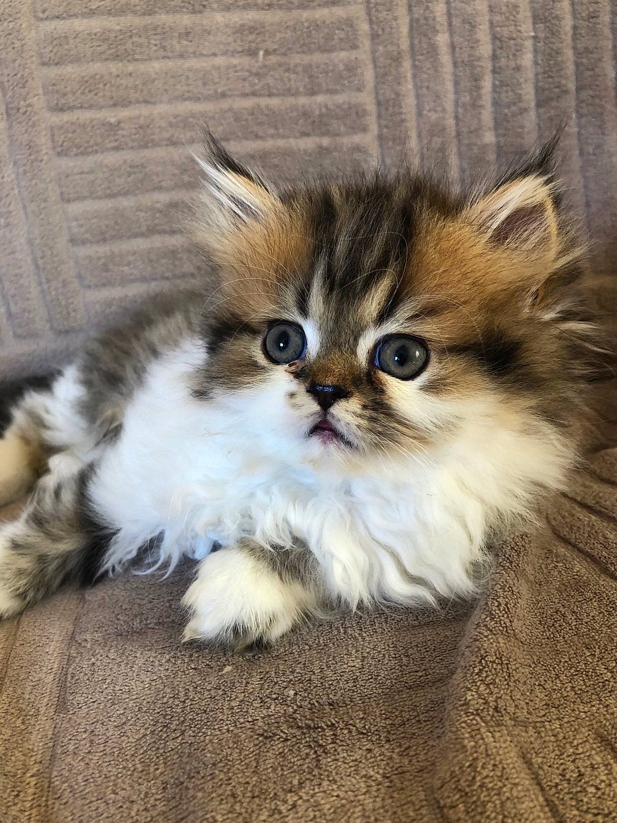 Igloo a rejoint le concours — aidez-le/la à gagner de superbes lots ! asian_semi_longhair, british_semi_longhair, carnivore, cat, domestic_long_haired_cat, fawn, felidae, fur, himalayan, kitten, mammal, napoleon_cat, persian, small_to_medium_sized_cats, vertebrate, whiskers