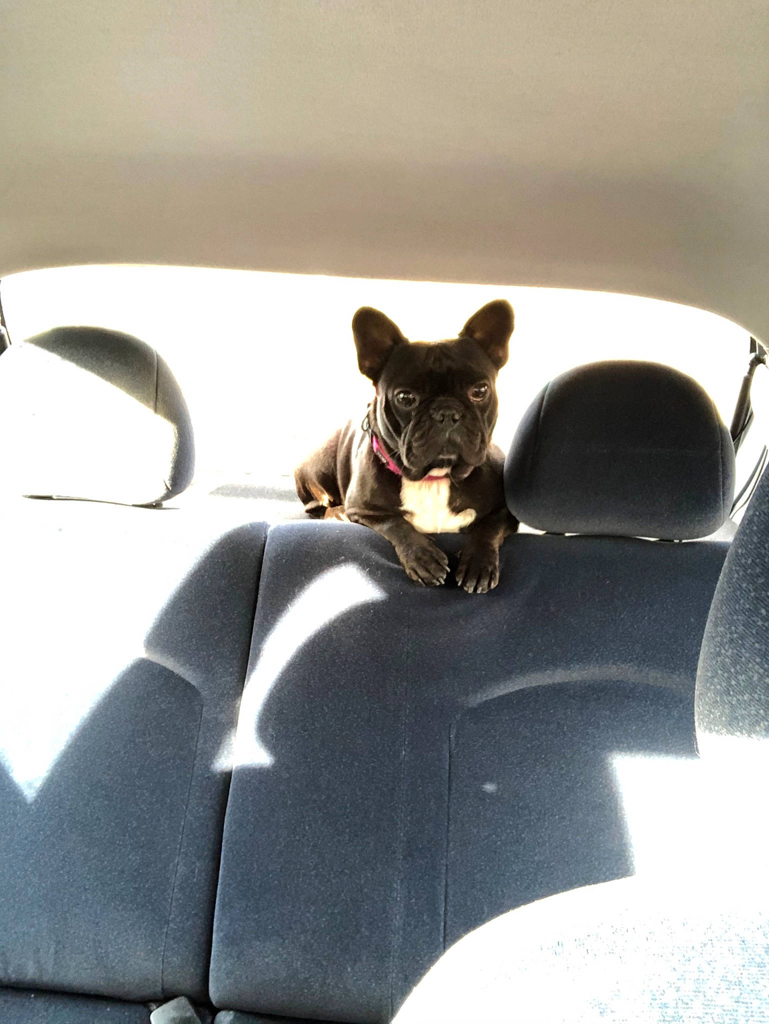 Daysie a rejoint le concours — aidez-le/la à gagner de superbes lots ! black, canidae, carnivore, companion_dog, dog, dog_breed, ear, french_bulldog, non_sporting_group, puppy, snout, whiskers