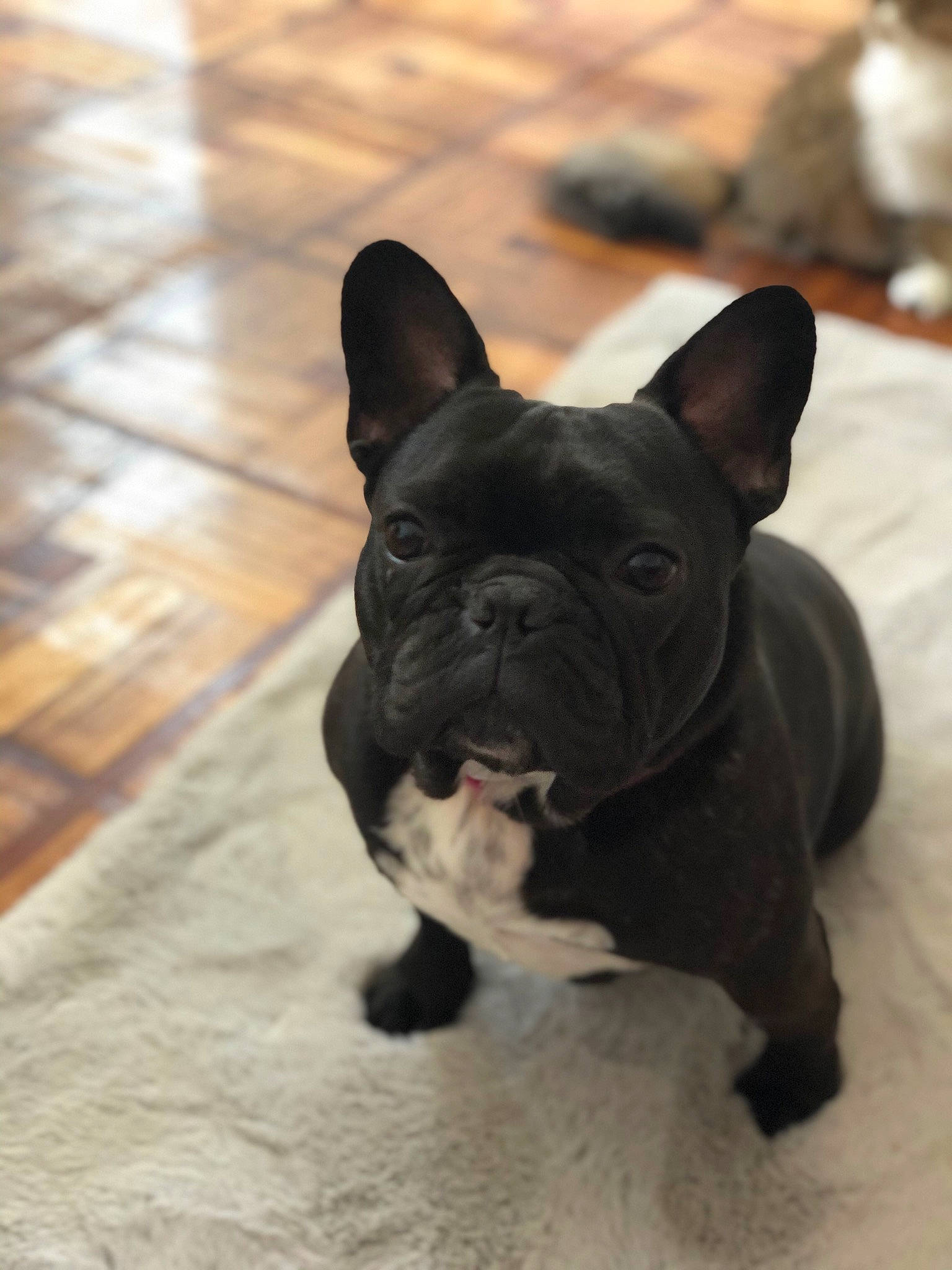 Daysie a rejoint le concours — aidez-le/la à gagner de superbes lots ! boston_terrier, bulldog, canidae, carnivore, companion_dog, dog, dog_breed, ear, fawn, french_bulldog, mammal, molosser, non_sporting_group, puppy, rare_breed_dog, snout, toy_bulldog, vertebrate