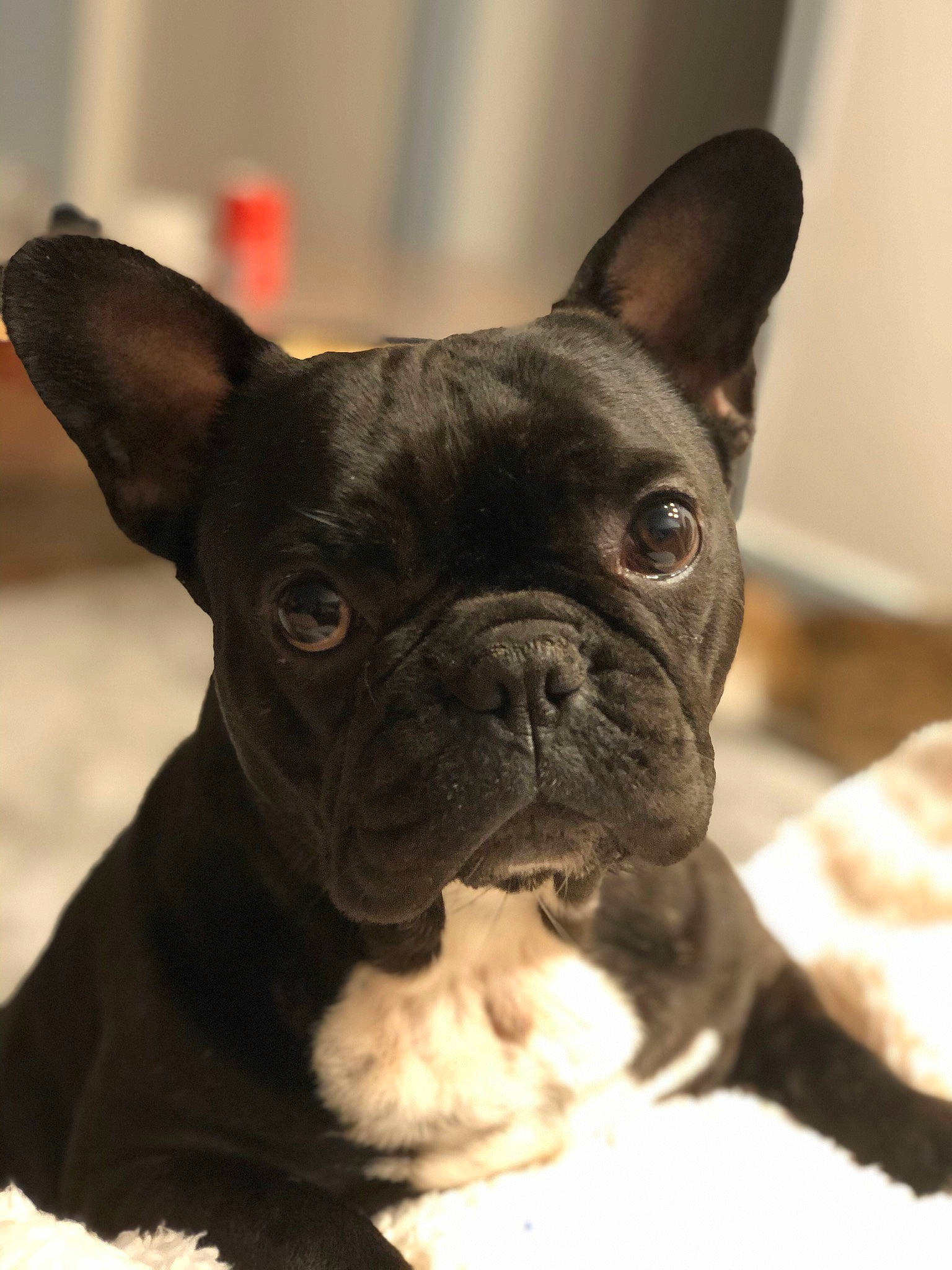 Daysie a rejoint le concours — aidez-le/la à gagner de superbes lots ! boston_terrier, bulldog, canidae, carnivore, companion_dog, dog, dog_breed, fawn, french_bulldog, mammal, molosser, non_sporting_group, olde_english_bulldogge, puppy, rare_breed_dog, skin, snout, toy_bulldog, vertebrate, whiskers