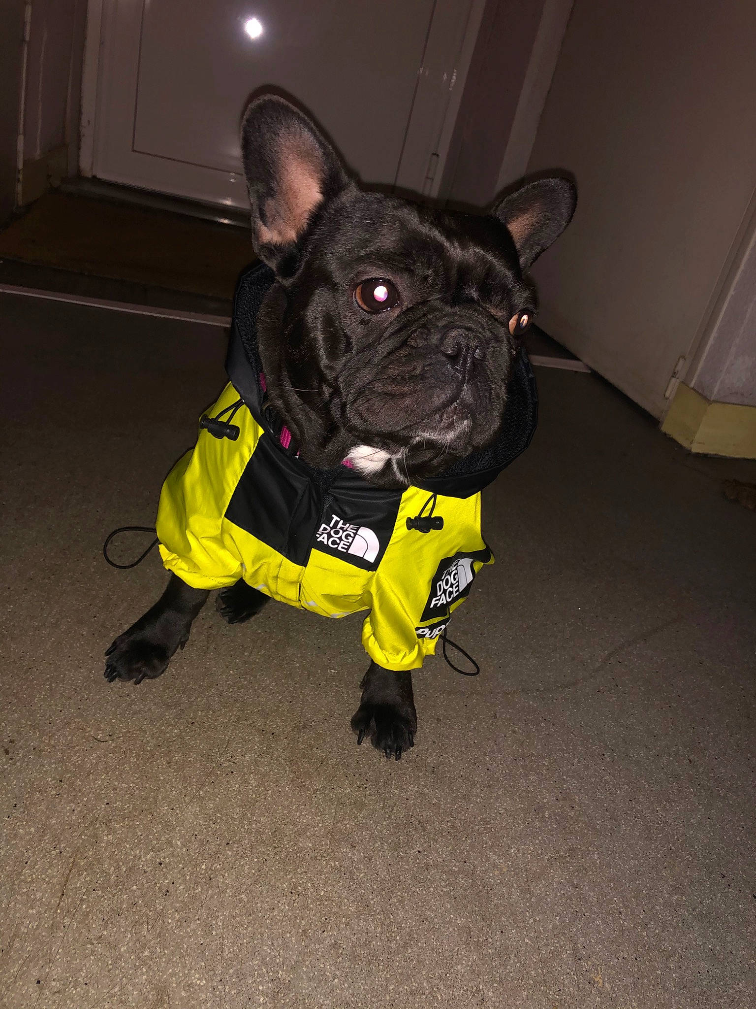 Daysie participe au concours pour gagner de l'argent avec cette photo : bulldog, canidae, carnivore, companion_dog, costume, dog, dog_breed, dog_clothes, dog_collar, fawn, french_bulldog, jacket, leash, non_sporting_group, outerwear, personal_protective_equipment, raincoat, rare_breed_dog, snout, yellow