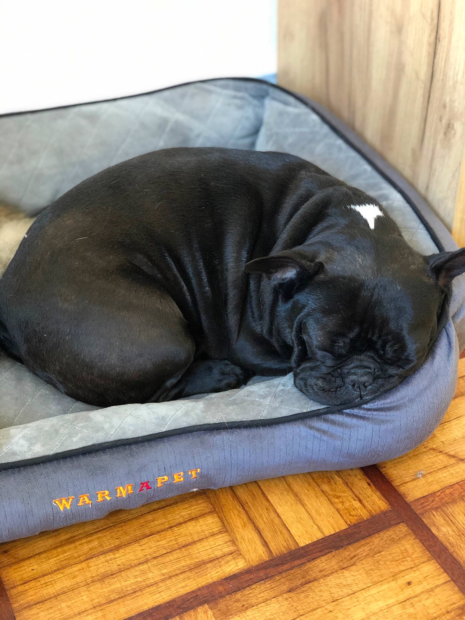 Daysie a rejoint le concours — aidez-le/la à gagner de superbes lots ! cane_corso, canidae, carnivore, comfort, companion_dog, dog, dog_bed, dog_breed, fawn, great_dane, guard_dog, nap, neapolitan_mastiff, non_sporting_group, puppy, sleep, snout, sporting_group