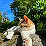 Romy a rejoint le concours — aidez-le/la à gagner de superbes lots ! cat, kitten, animal, pet, feline, outdoor, garden, plants, greenery, rock, moss, sunlight, blue_sky, orange_and_white, tabby, whiskers, ears, paws, relaxed, stretching