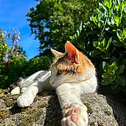 Romy participe au concours pour gagner de l'argent avec cette photo : cat, feline, animal, pet, outdoor, garden, sunlight, blue_sky, greenery, plants, succulent, stone, moss, lying_down, paw, whiskers, fur, orange_and_white, close_up, nature