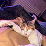 Romy participe au concours pour gagner de l'argent avec cette photo : cat, calico_cat, sleeping, sleepy, relaxed, pet, paw, whiskers, fur, orange, white, black, blanket, couch, cushion, indoors, cozy, radiator, purple_lighting, portrait