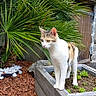 animal, bark_chips, calico_cat, cat, daylight, decorative_rocks, flowers, garden, greenery, landscaping, outdoors, palm_leaves, pet, planter_box, portrait, potted_plants, standing, succulents, tropical_plants, wood