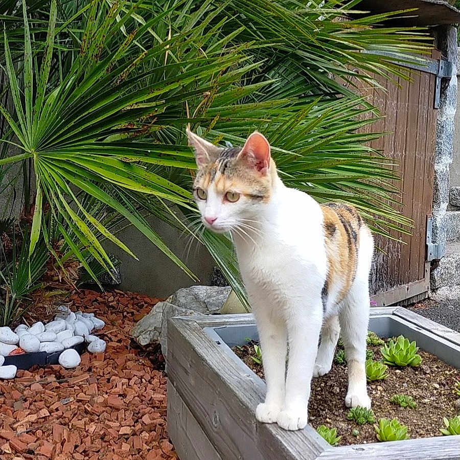 Romy participe au concours pour gagner de l'argent avec cette photo : cat, calico_cat, pet, animal, garden, outdoors, tropical_plants, potted_plants, planter_box, wood, flowers, greenery, palm_leaves, succulents, bark_chips, decorative_rocks, standing, portrait, daylight, landscaping
