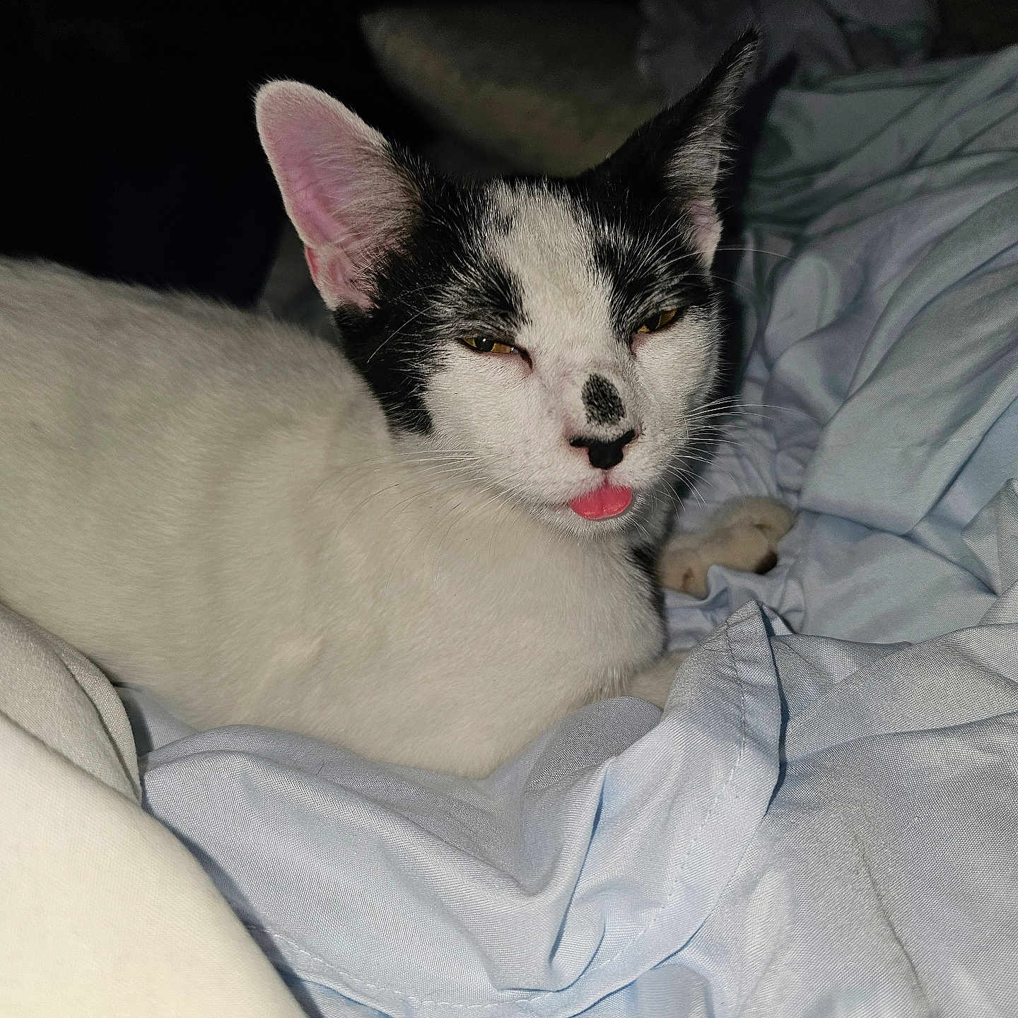 Cabbage joined the competition — help win amazing prizes! animal, bedroom, black_and_white, blanket, cat, close_up, cozy, cute, ears, feline, fur, indoor, lying_down, pet, playful, resting, sleepy, soft, tongue_out, whiskers