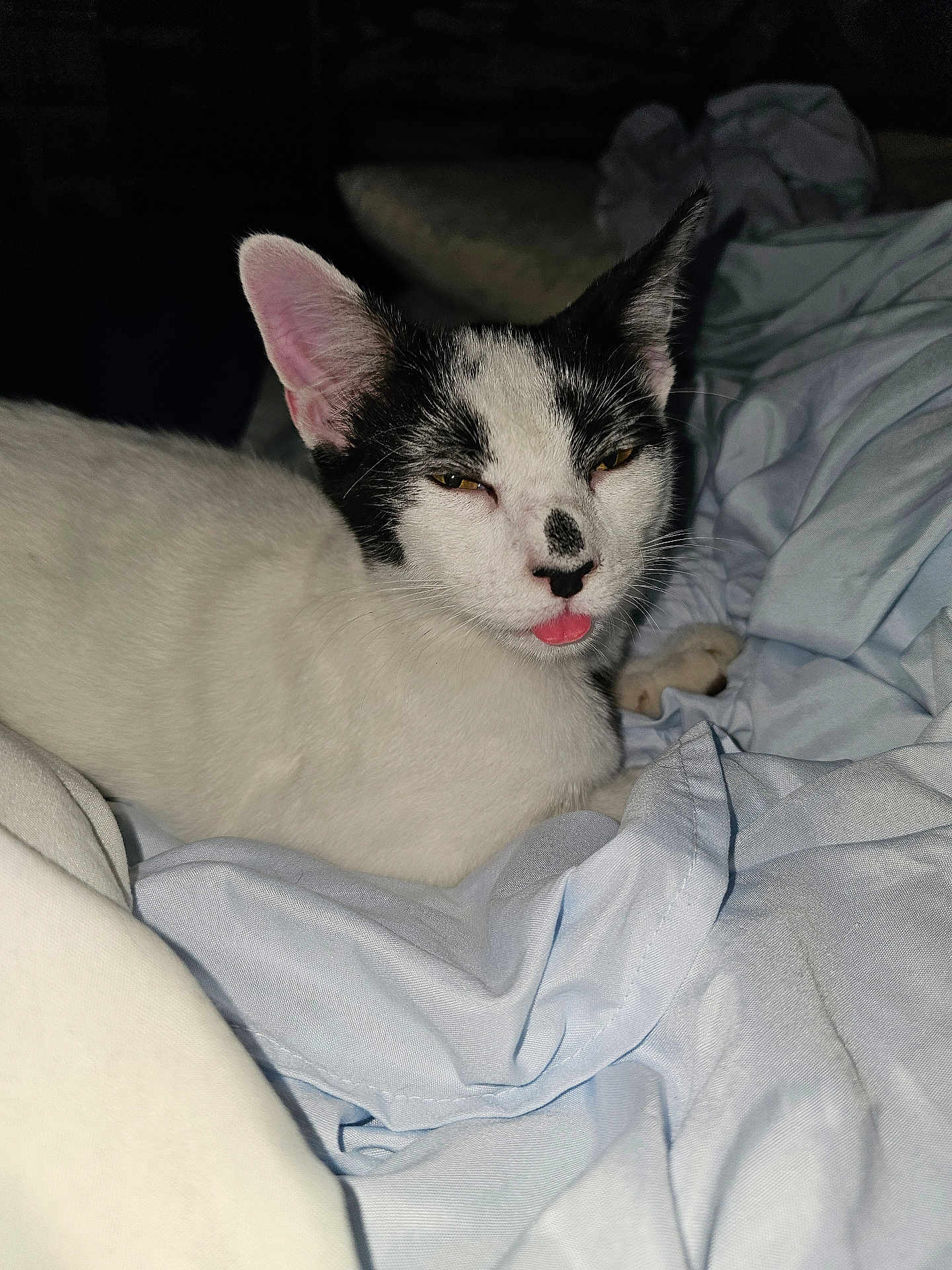 Cabbage joined the competition — help win amazing prizes! animal, bedroom, black_and_white, blanket, cat, close_up, cozy, cute, ears, feline, fur, indoor, lying_down, pet, playful, resting, sleepy, soft, tongue_out, whiskers