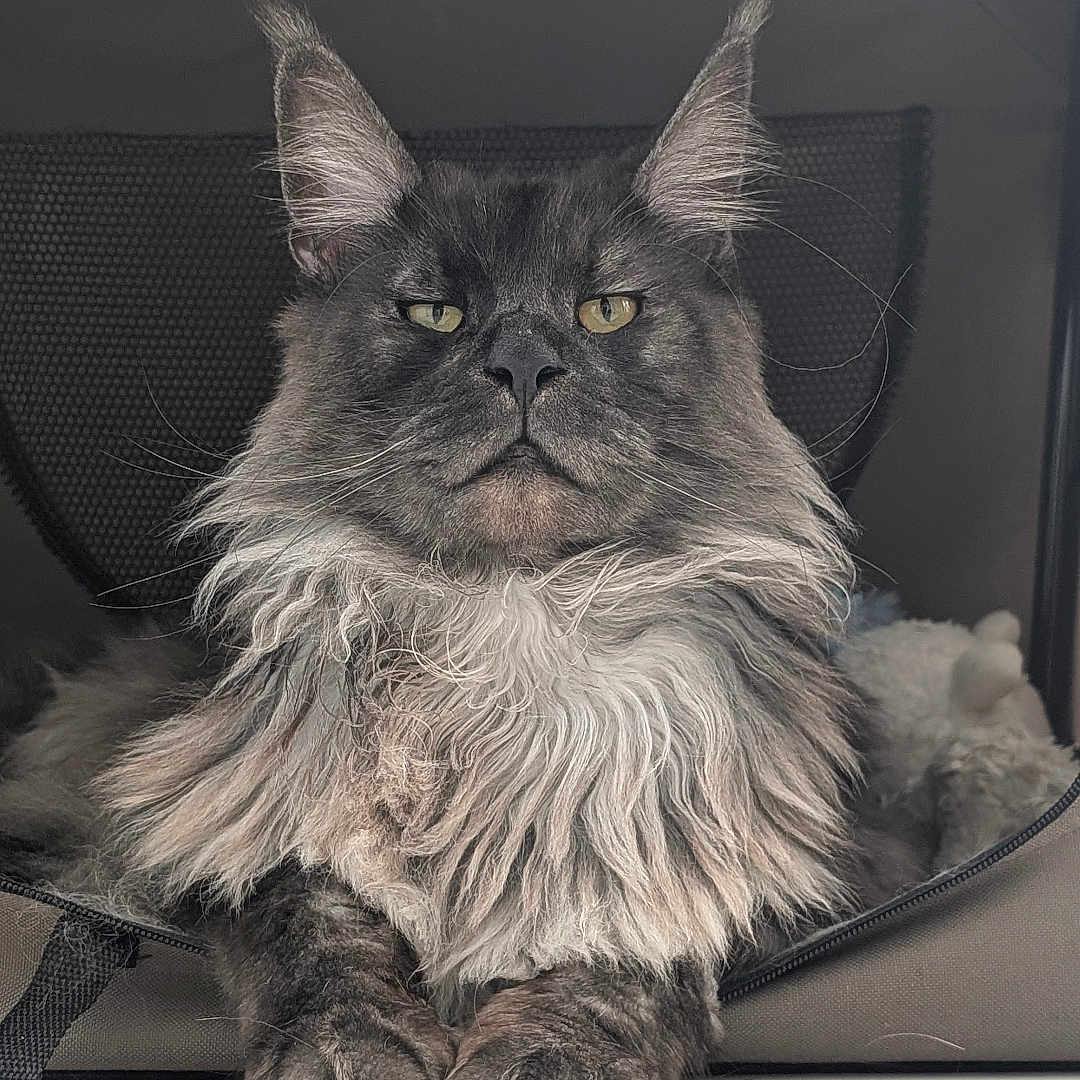 Uzumaki participe au concours pour gagner de l'argent avec cette photo : cat, maine_coon, fluffy, pet, animal, indoor, carrier, feline, fur, whiskers, ears, paws, resting, portrait, cute, domestic, mammal, tile_floor, looking, cozy