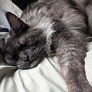 Uzumaki participe au concours pour gagner de l'argent avec cette photo : cat, sleeping, fur, paw, relaxation, indoor, closeup, pet, animal, cozy, resting, mammal, whiskers, cute, soft, feline, comfort, nap, peaceful, domestic