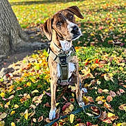 Major joined the competition — help win amazing prizes! dog, brindle, outdoor, grass, tree, leaves, autumn, harness, pet, canine, nature, park, sunlight, fall, animal, sitting, ears, attention, daytime, ground