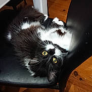 Moon participe au concours pour gagner de l'argent avec cette photo : black_cat, carnivore, cat, domestic_long_haired_cat, eye, felidae, fur, kitten, norwegian_forest_cat, persian, small_to_medium_sized_cats, whiskers